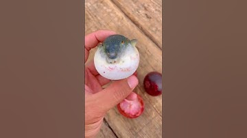 Cá nóc so cute p2 #shorts #canoctv