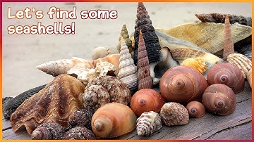 Finding Seashells at Hervey Bay | Toogoom Treasures [Virtual Shelling]