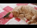 Most patient cat in the world puts up with pesky parrot