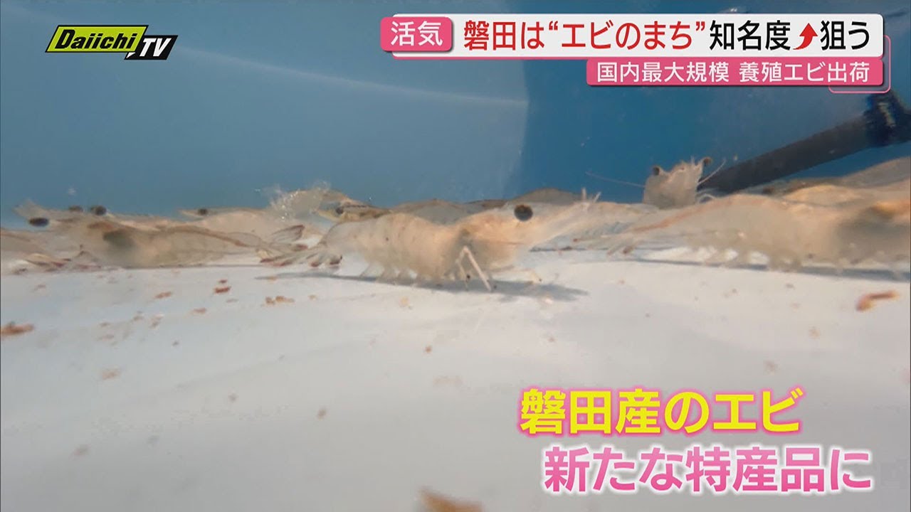 新品種@2380】シュリンプ ダンプリングス 新品種@2380】シュリンプ