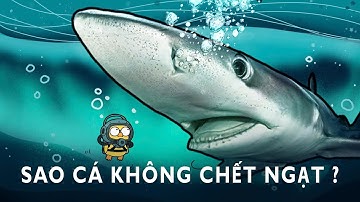 Tại Sao Cá Có Thể Thở Dưới Nước Mà Không Bị Ngạt ?