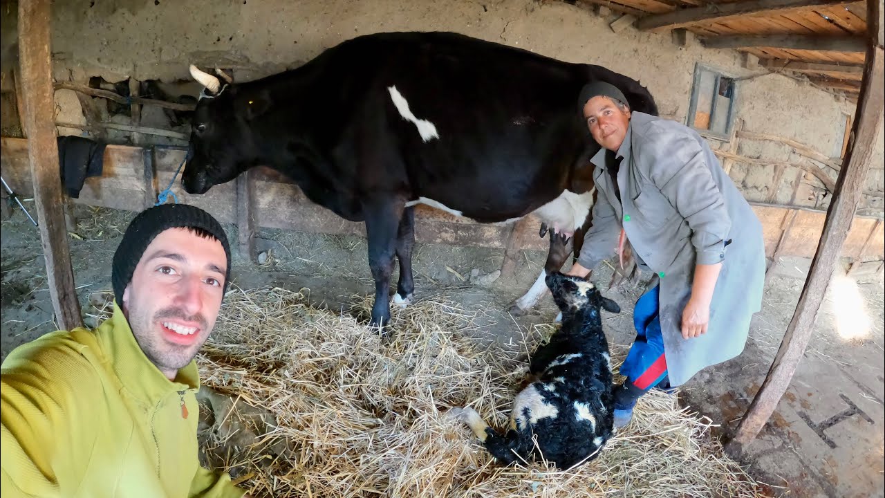 UN NOU VIȚELUȘ LA FERMĂ + STADIUL CULTURII DE GRÂU