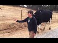 Cows Get Moved to New Pasture