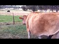 Cows Get Moved to New Pasture