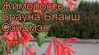 Жимолость брауна Бланш Сэндмэн 🌿 обзор: как сажать, саженцы жимолости Бланш Сэндмэн Жимолость брауна Бланш Сэндмэн 🌿 обзор: как сажать, саженцы жимолости Бланш Сэндмэн