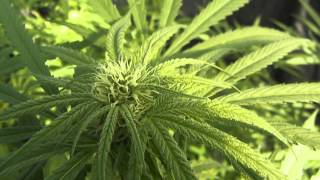 Northern California Medical marijuana Greenhouse Grow 2014