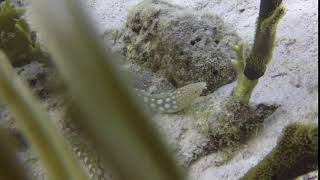 Bonaire JRW  Front view of Sharptail Eel, (Quick view)