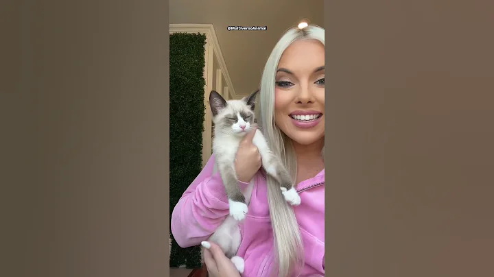 Video 11868671: siamese cat, cats catlover