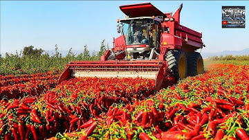 How does China harvest tons of chili peppers with modern technology?