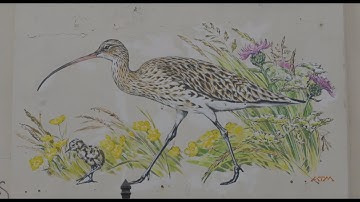 World Curlew Day 2025 - Stroud Mural