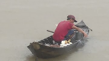 Cá Tra khủng trên Làng Bè Cá Mỹ Hòa Hưng Mekong
