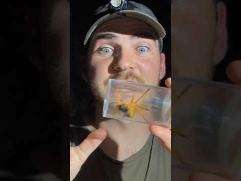 Video: Laver huntsman-edderkopper spind?