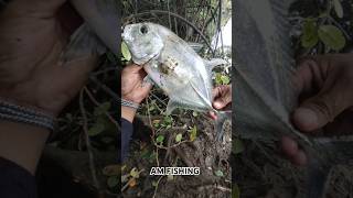 Strike baby gt teknik mandas #mancingdasaran#babygt#spotsungaiasin#spotmuara#umpanudang #amfishing
