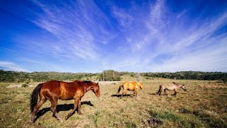 The Wild Horses Of The Outer Banks | OBX Vlog Pt 2