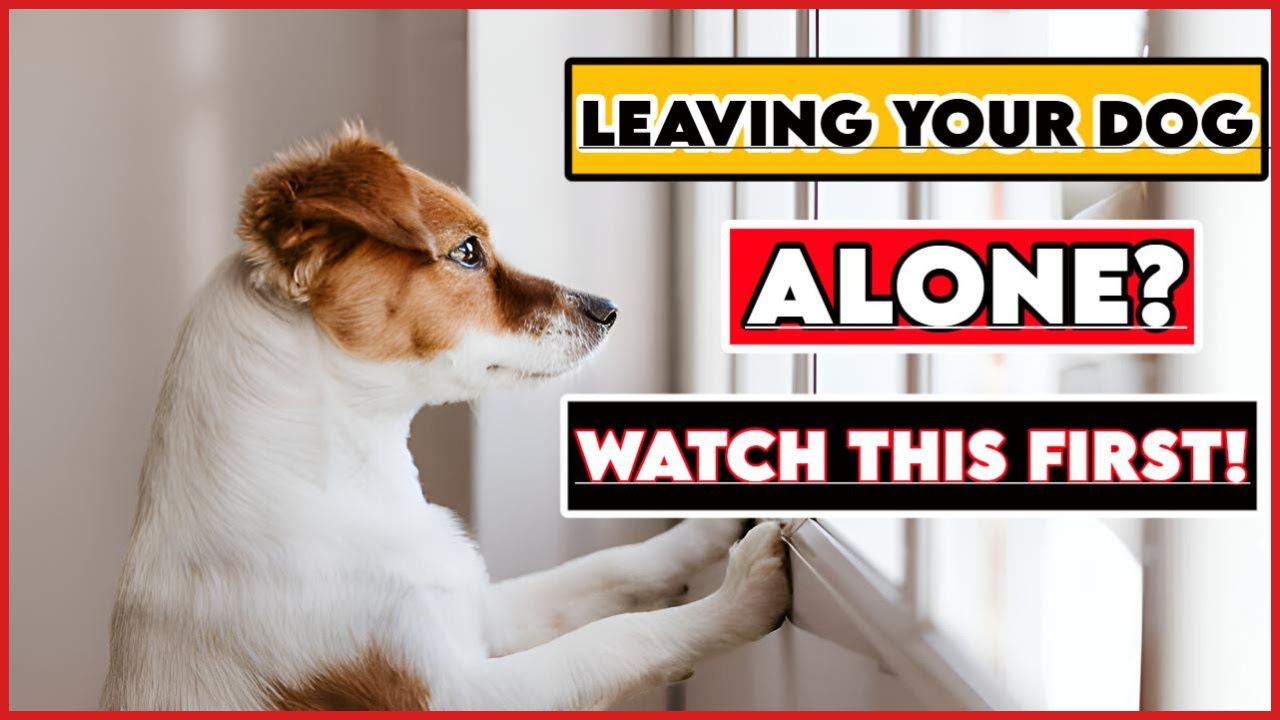 Never Make These Mistakes When You Leave Your Dog Home Alone
