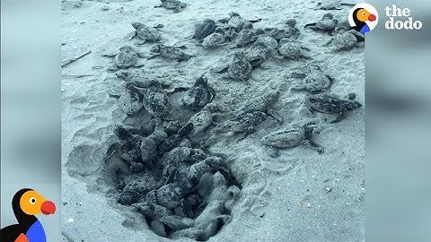 Baby Sea Turtles Hatch and Walk To The Ocean | The Dodo