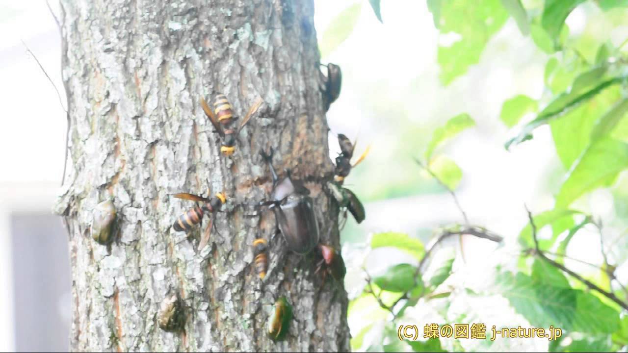 カブトムシ Vs カナブン Vs スズメバチ Youtube