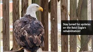 Injured Bald Eagle Gets Stronger and Flies Again