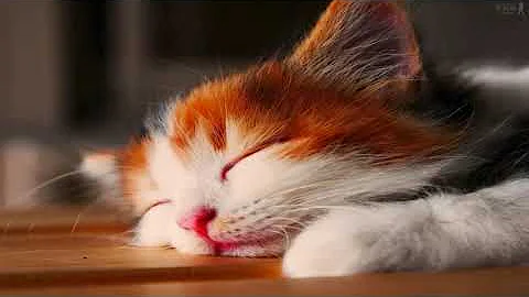 Chillest Cat Purrrrrr Everrr....-mFtgB_KQD_s