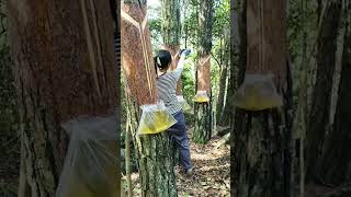 simple techniques for rubber tapping process #shorts