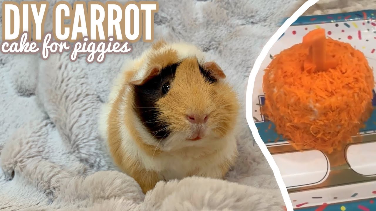 DIY Guinea Pig SAFE Carrot Cake | Happy 1st Birthday Lola
