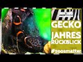 Zootier des Jahres 2024: GECKO | zoos.media