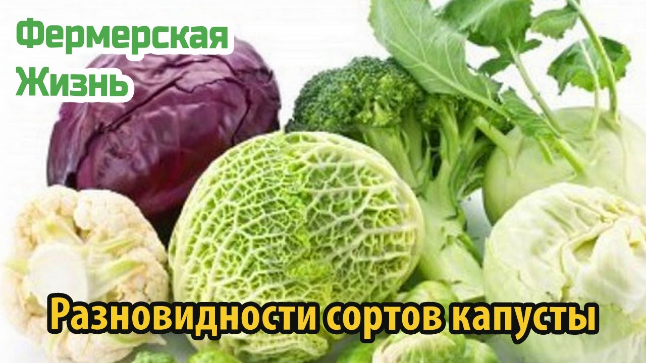 Разновидности сортов капусты