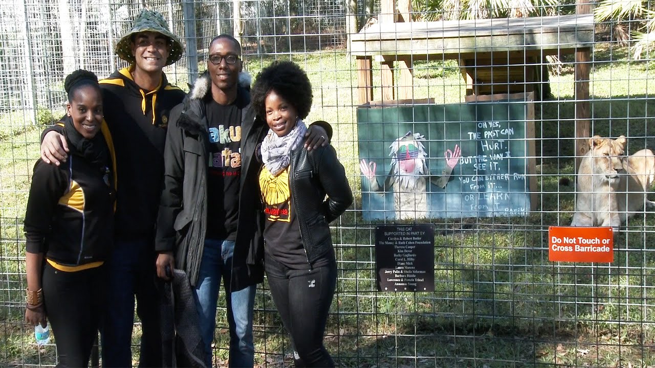 profit and loss statement The Lion King Cast Meets The Lions Of Big Cat Rescue