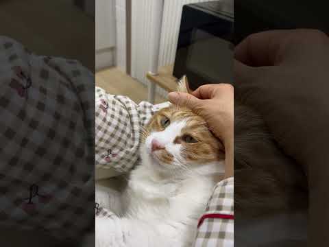 순한 고양이 선발대회 1등 #<strong>조신이</strong> #개냥이 #cat