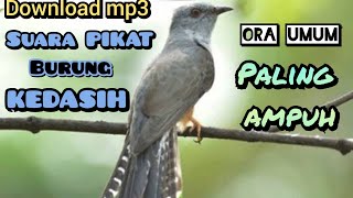 download suara PIKAT burung KEDASIH paling ampuh ORA UMUM