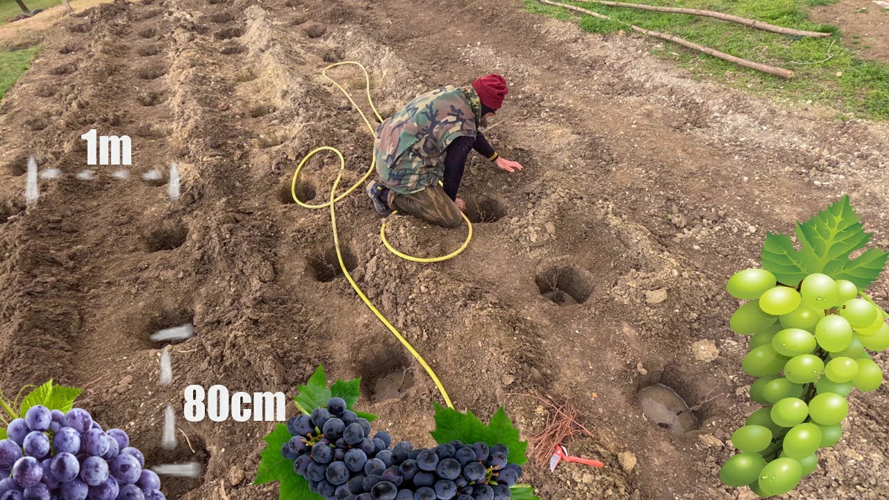 Vinograd koji ce davati plodove godinama - Planting vineyards