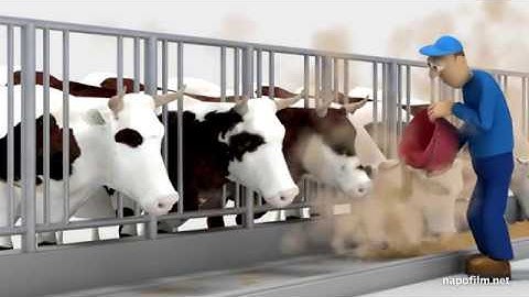 Napo in... dust at work - episode 04 - Dusty dinner