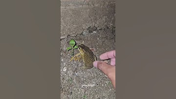 Top Learning Tools for Tech Enthusiasts #shorts #shortsfeed #viralshorts KP8