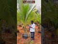 240 காய்களை தரும் தென்னை இரகம் #coconutfarming #தென்னைவிவசாயம் #ashokaagritech
