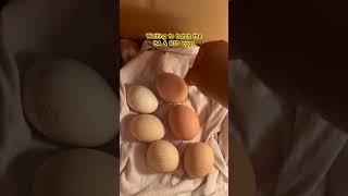 #DreamTrackAI Waiting to hatch the egg #j4vlogs