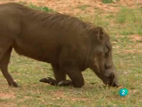 Video: ¿Por qué no se restauró el reino de Ankole?