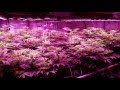 4 BML Spydr 1200 LED, day 16 flower w/Current Culture