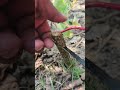 Master Mini Saw Cutting