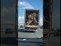 Driving Behind a Truck Full of ANGRY LIONS… I Was NOT Ready for This 😂🦁🚚