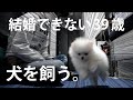 【初投稿】ポメラニアンの子犬をお迎え【1日目】