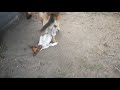 Horrible Big Dog Mating mini Dog