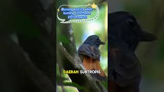 Burung kucica ekor kuning (Trichixos pyrropygus). Rufous-tailed Shama #burung #kicaumania #aceh