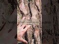 Forest bathing