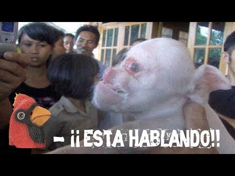 Vídeo: Dos Reuniones Con Criaturas Humanoides Con Monos En La Región De Kostroma - Vista Alternativa