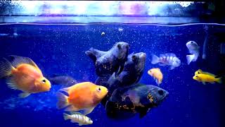 Download Lagu Feeding Oscar Fish |  Relaxing Visuals |  Oscar Dive | Aquarium