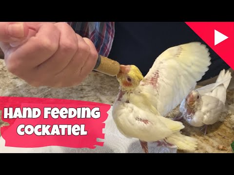 فيديو: رعاية الأطفال Cockatiel