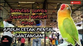 Simulasi Gantang Bareng Lovebird Betina Konslet Minor..!! Cara Ampuh Latih Mental Lovebird Gantangan