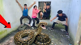 Brave Expert Rescues Young Man From Giant Golden Pythons And 100 Dragon Snakes