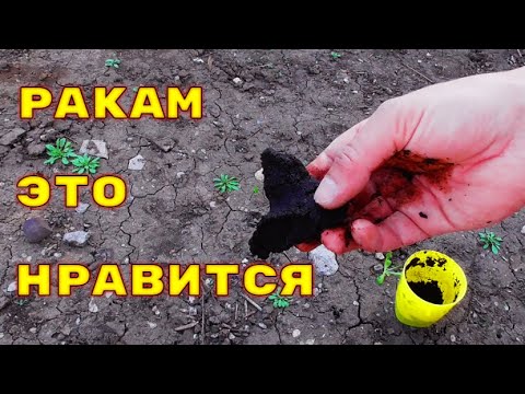 ВОТ ЧТО ЛЮБЯТ РАКИ ВЕСНОЙ! Подводная съемка