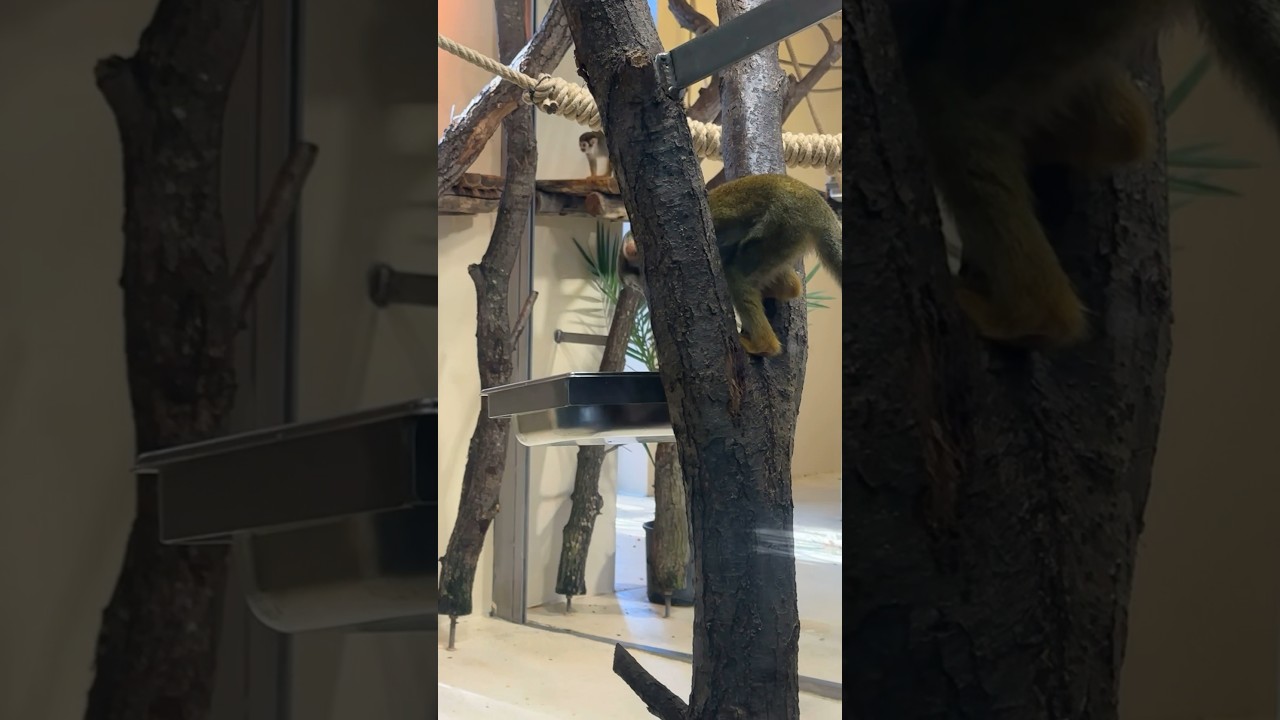 Squirrel Monkey Mischief Hilarious Moments Caught on Camera